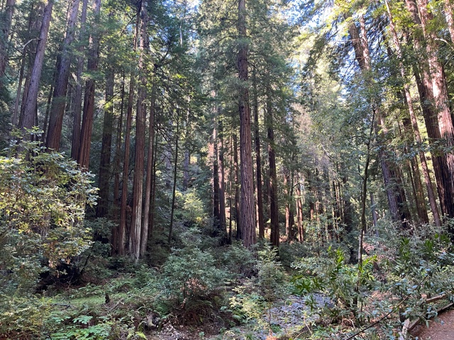 Lush coastal redwood forest